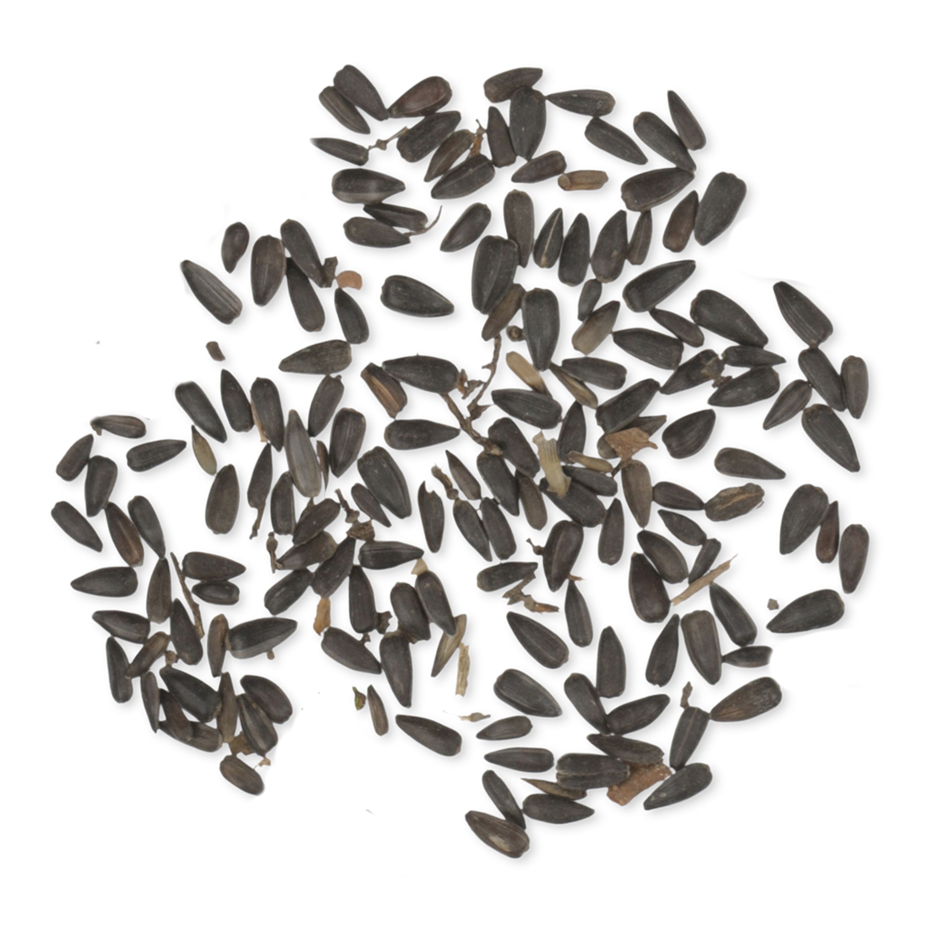 Green+ Schwarze Sonnenblumenkerne - 2,5 kg (biologischer Anbau) | Vogelfutter | CJ Wildlife